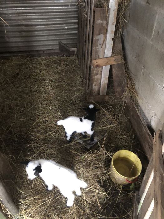 Vendo cabras anas