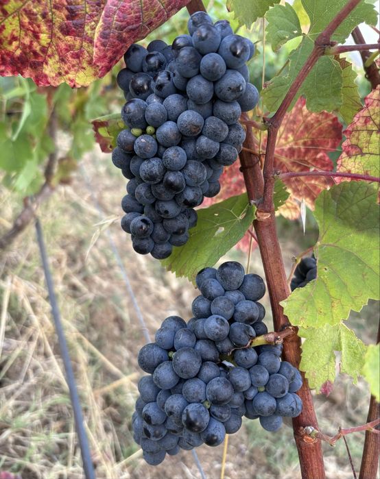 Uvas  de exelente qualidade.