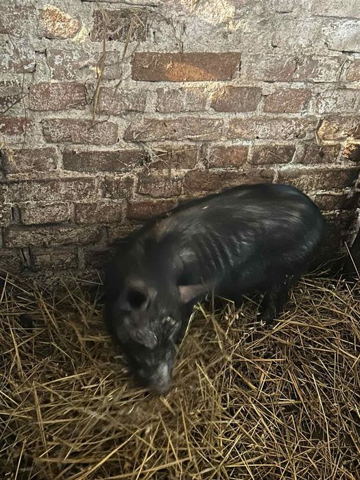 Продам кнура в'єтнамської породи. Хряк,готовий до спарювання..