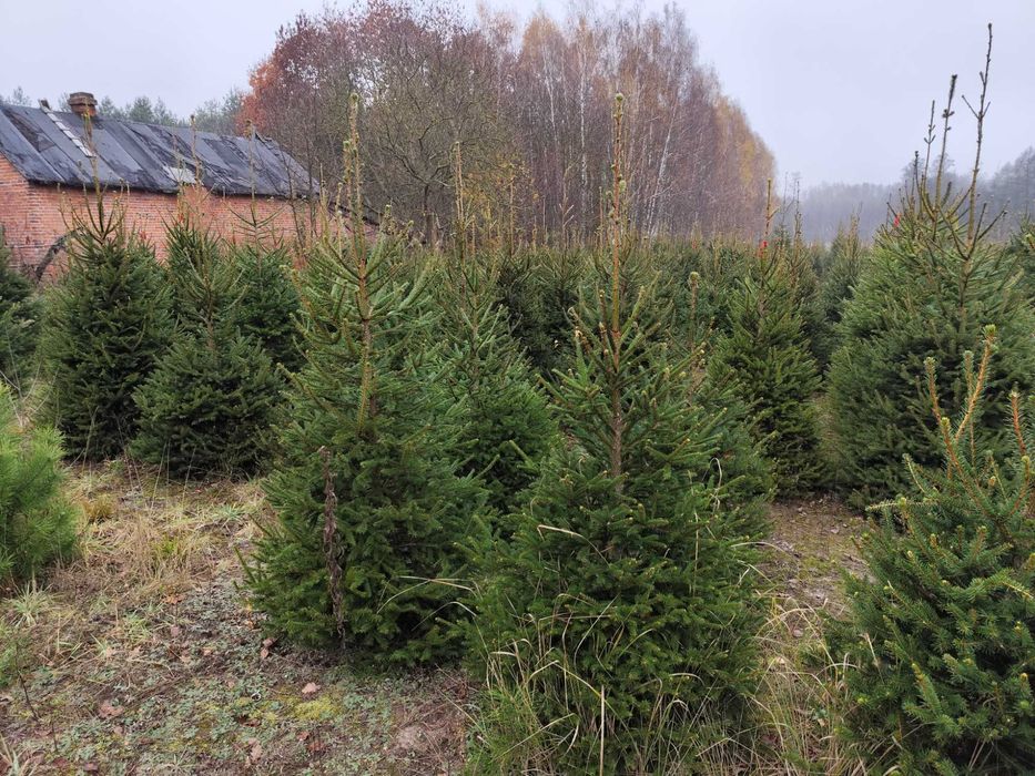 Choinki świerk pospolity - duży wybór