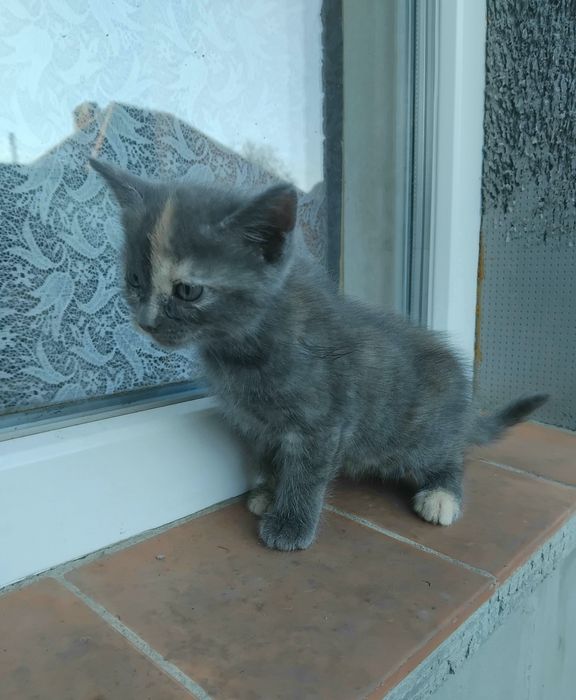 Віддамо кошенят британки.