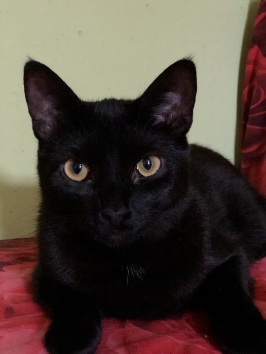 Котик 1 год бесплатно в семью
