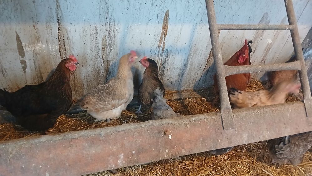 Kury nioski  czubatki