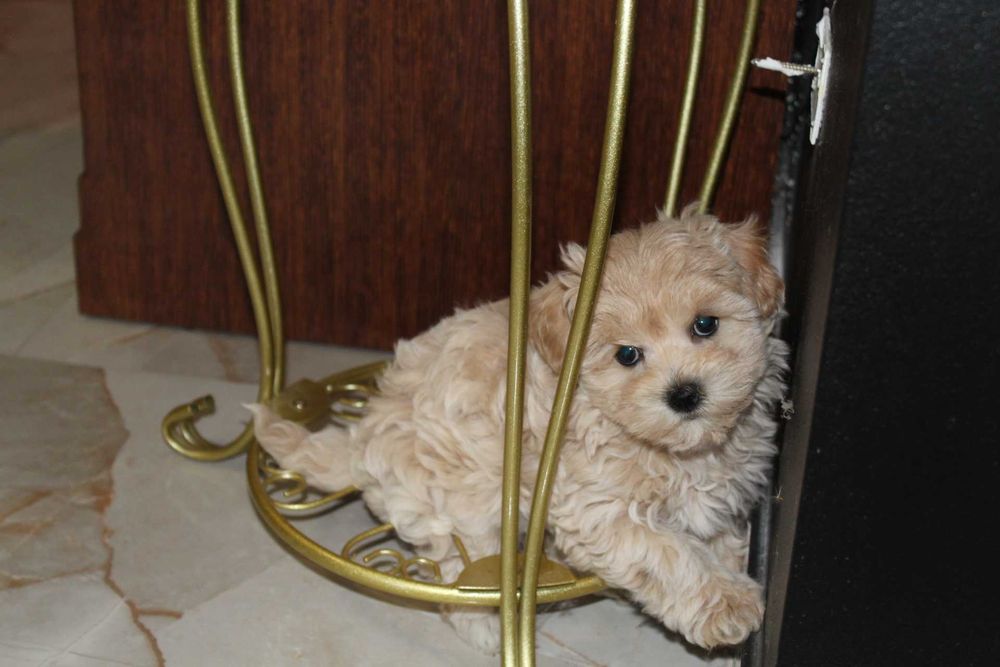 Maltipoo Kremowa Suczka