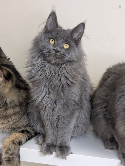 ELSA niebieska kotka Maine Coon. Zapraszamy