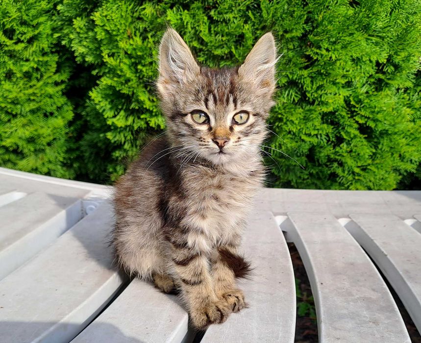 Серый Полосатый Котенок Котик Мальчик