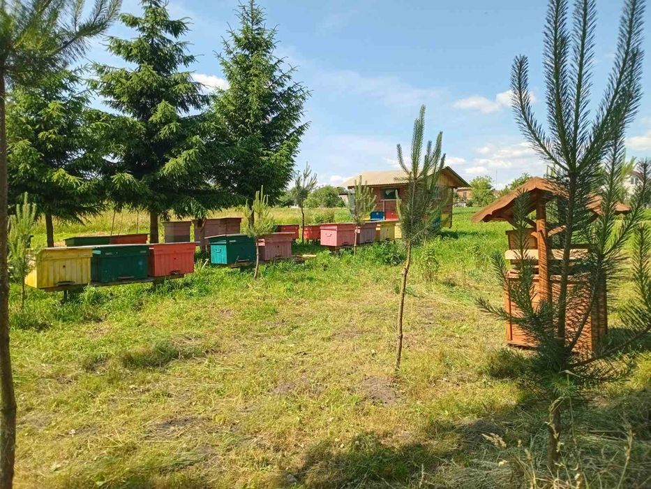 Продаються бджоли з вуликами карпатка