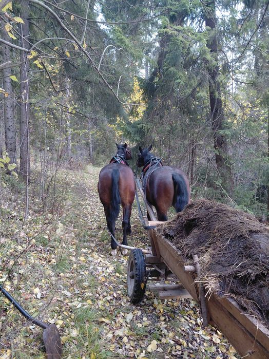 Wałachy śląskie 4 i 5 lat