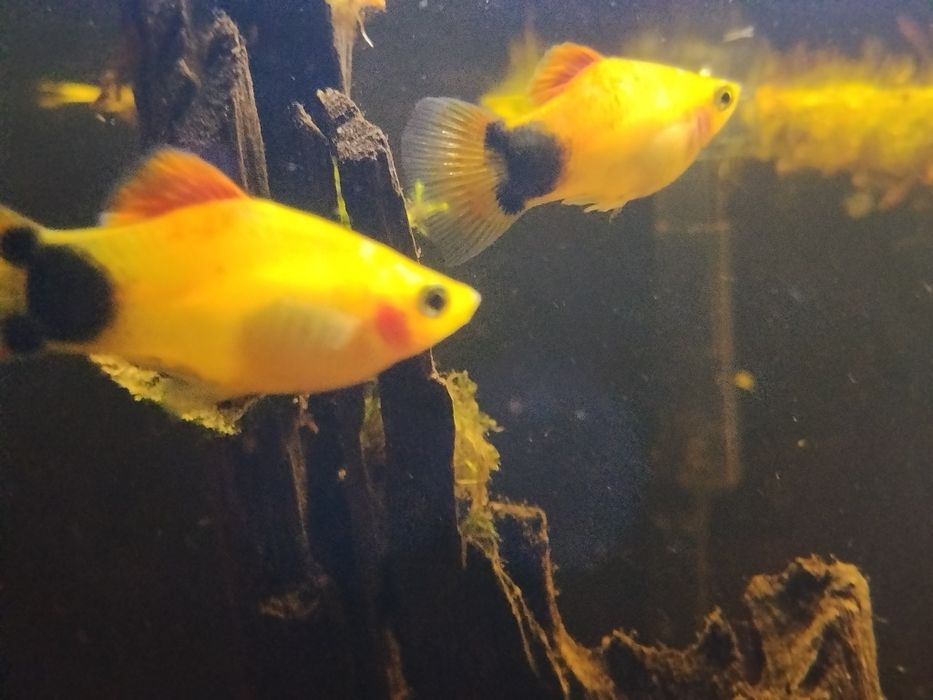 Zmienniak plamisty mickey mouse 2 sztuki