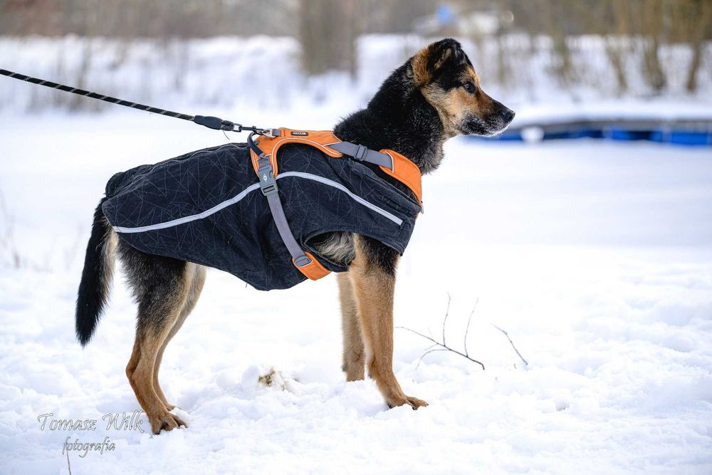 Pikuś- wesoły psiak do adopcji