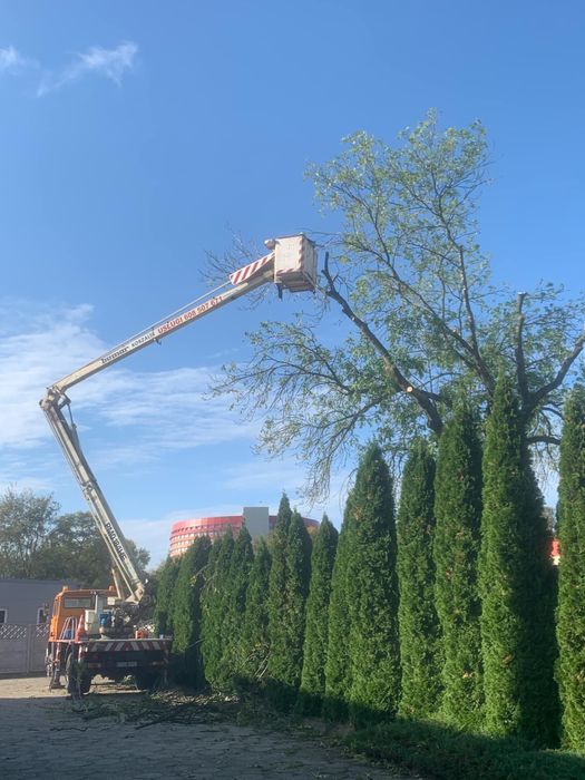 Wycinka Przycinka drzew redukcja korony podnosnik koszowy