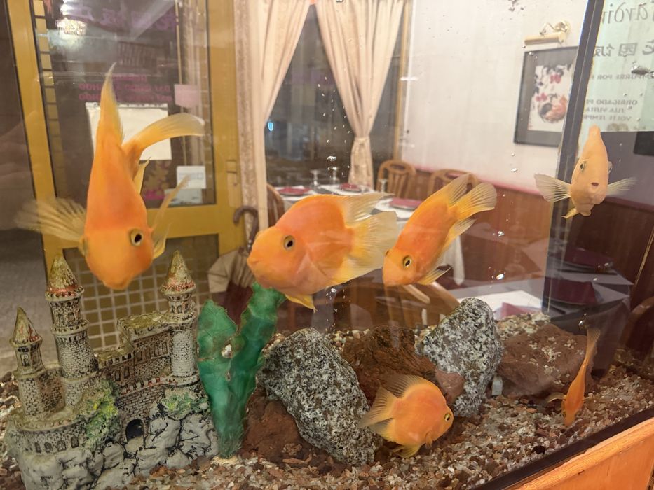 URGENTE Vendo Peixes Papagaio e Peixe Óscar OFERTA AQUÁRIO