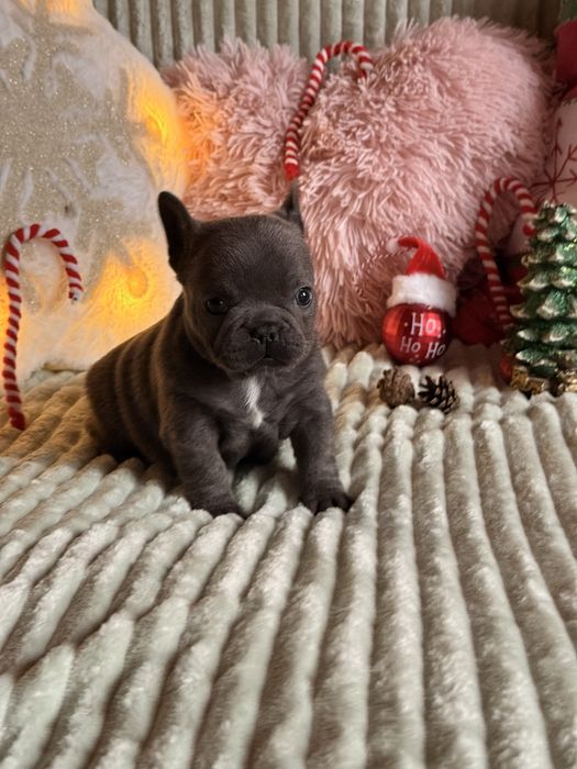 Buldog francuski do rezerwacji