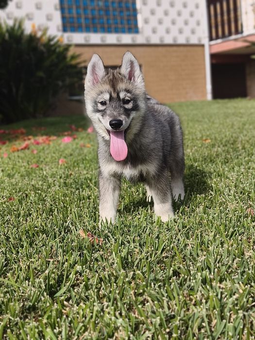 Husky Siberiano Lop/Exames