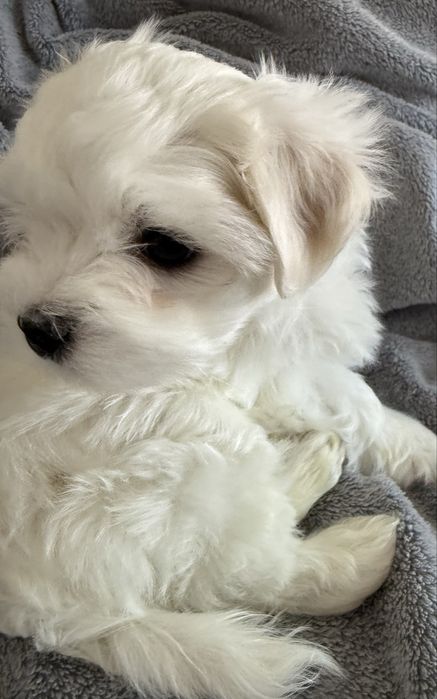 Maltańczyk - BARTUŚ