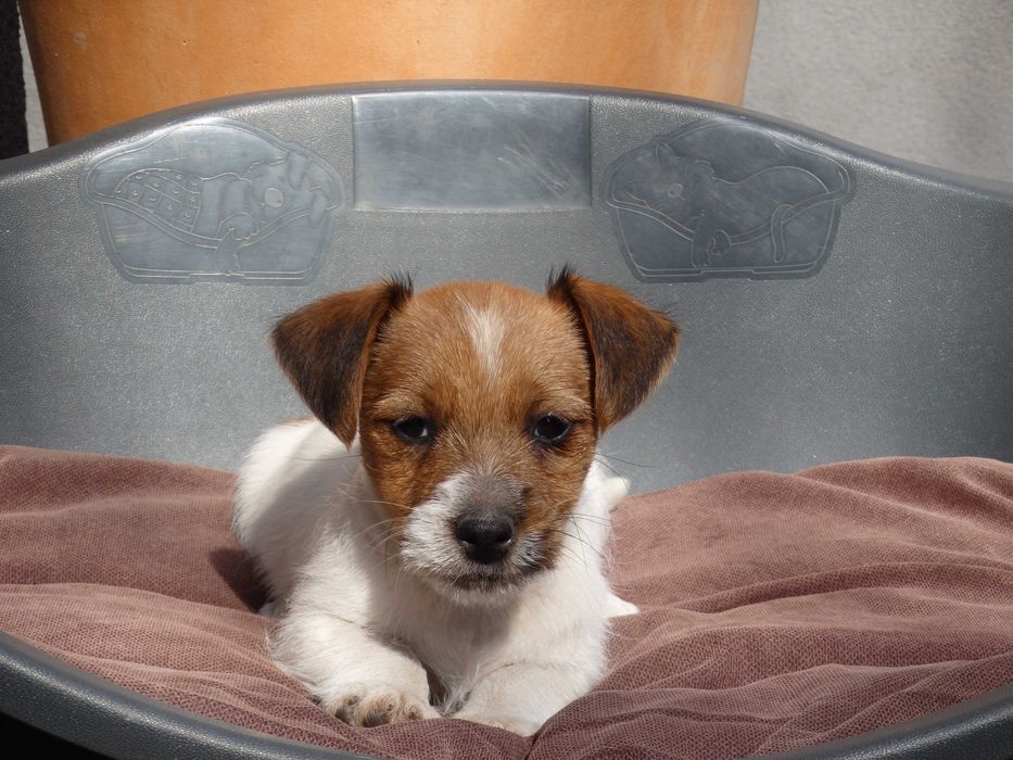 Jack Russell Terrier # YARA Smartie Jacks # broken haired female