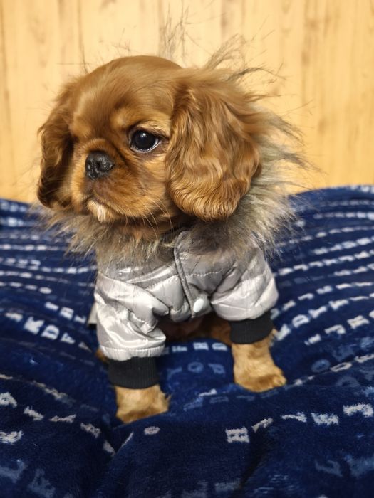 Щенок Кавалер Кинг Чарльз Спаниель.