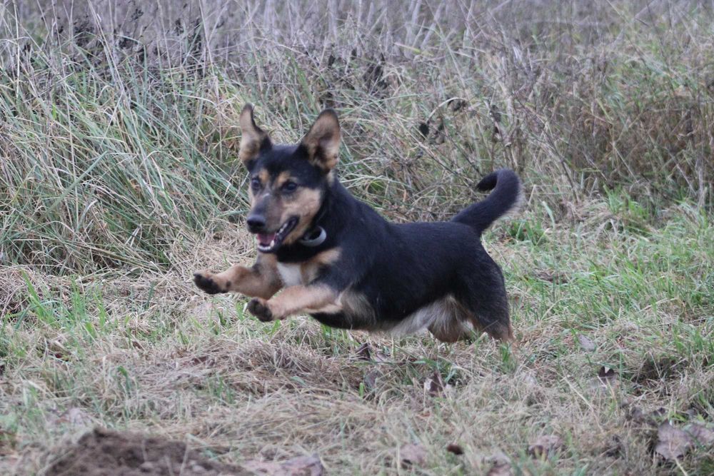 Mieszko pies adopcja schronisko