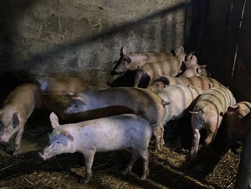 Продам свині червоної білопоясної породи