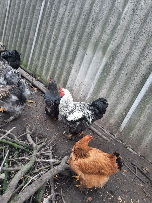 Продам півника темної Брами