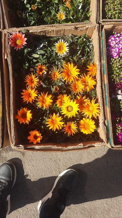 Анютки, гвоздика, лютик, примула,  квіти оптом, доставка Київ\Троєщина