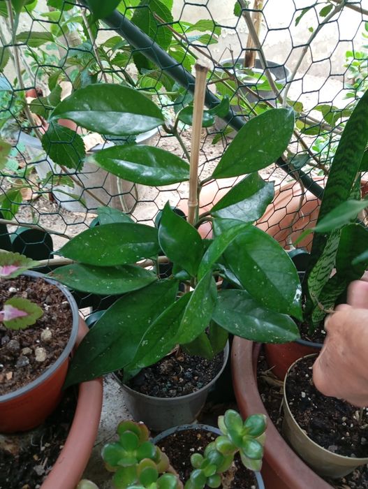 Flor de cera grande