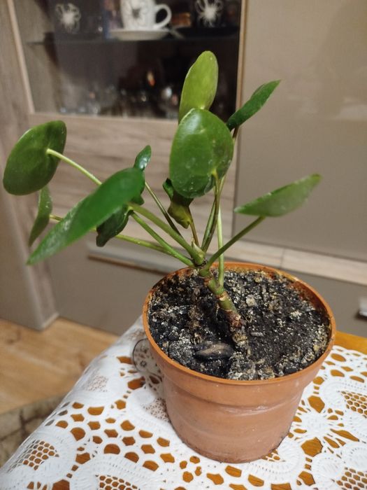 Pieniążek na szczęście i dostatek