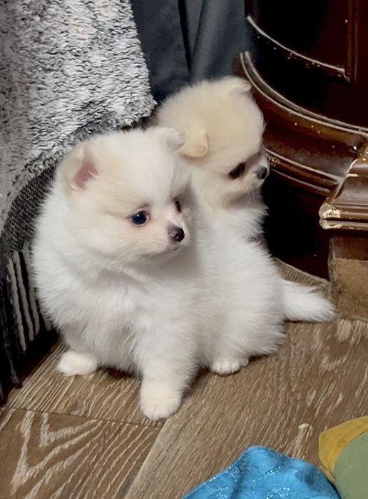 Померанськи цуценята