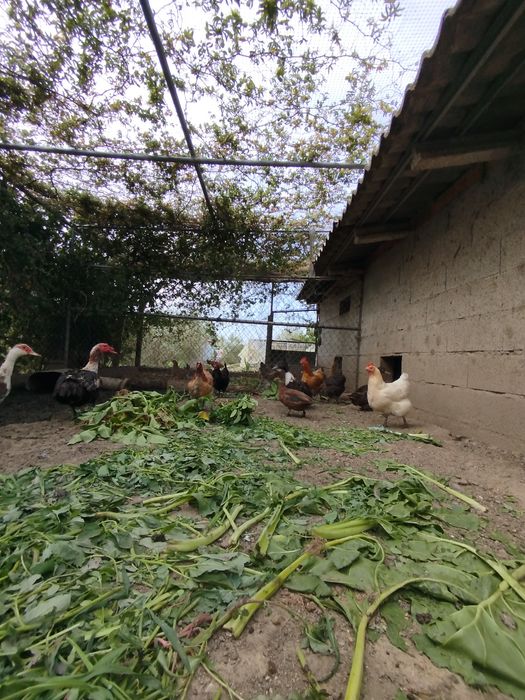 Patos mudos caseiros