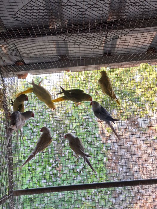 Vendo ou troco lote de  Ring Necks