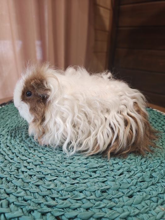 Морська свинка,тексель.