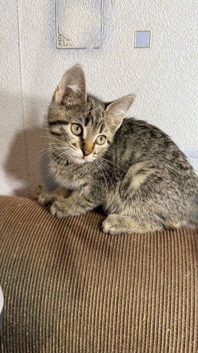 Кошенятко шукає родину