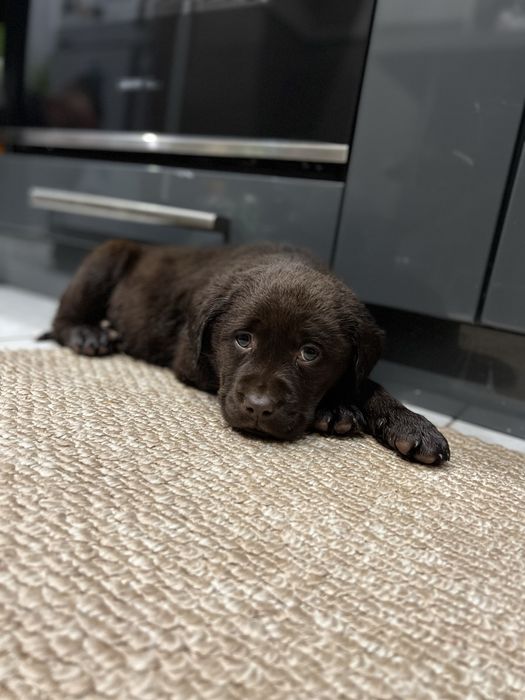 Бронь! Шоколадки! КСУ!