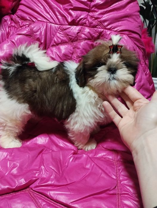 Shih Tzu sunia po championach mazowieckie