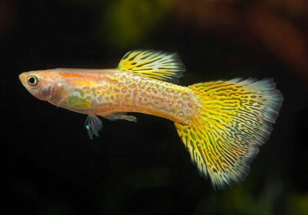 Gupik odmiana YELLOW GOLDEN COBRA - Poecilia reticulata - dowóz