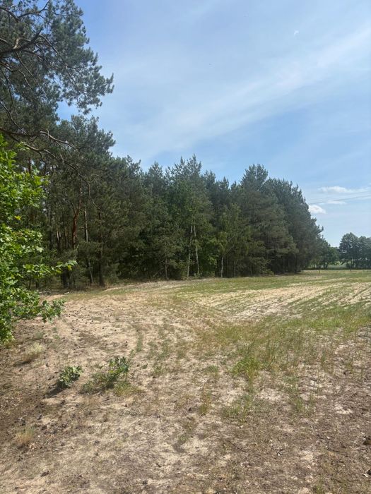 Działka Biernacice Uniejów las termy warunki zabudowy - Widok 5