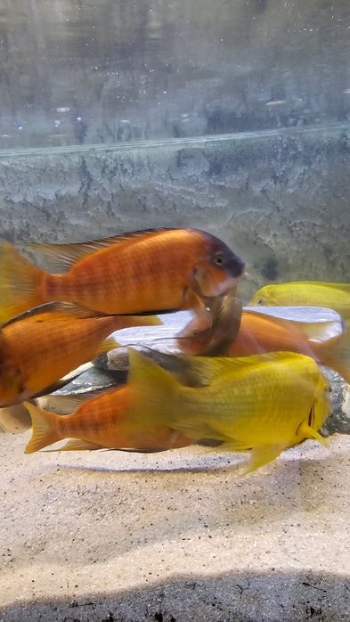 Petrochromis Red Bulu point 8-10 cm