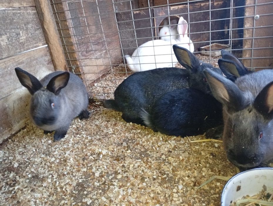 Кролики Краматорск