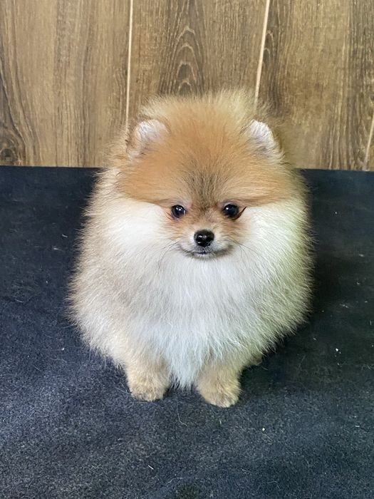 Померанський шпіц