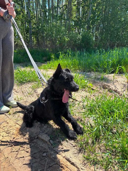 Likier – szorstkowłosy psiak w typie teriera szuka domu