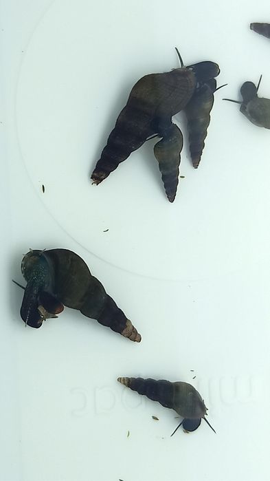 Caracóis Buzios Melanoides