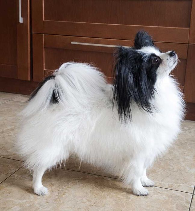 papillon piesek sobolowy FCI