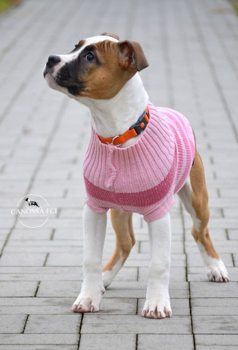 Suczka AmStaff ZKwP/FCI Gotowa do odbioru.