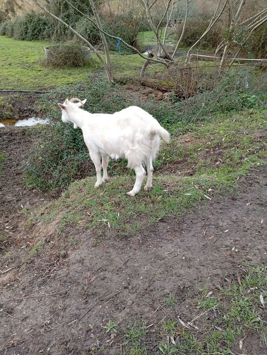Vendo cabra branca