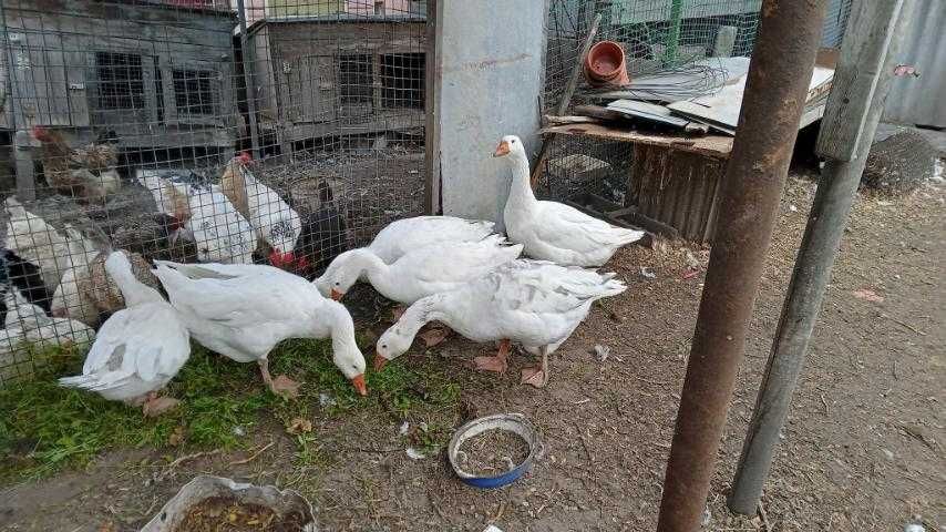 Продаю сім'ю гусей(тулуз+мамут),та живою вагою 95 грн/кг.