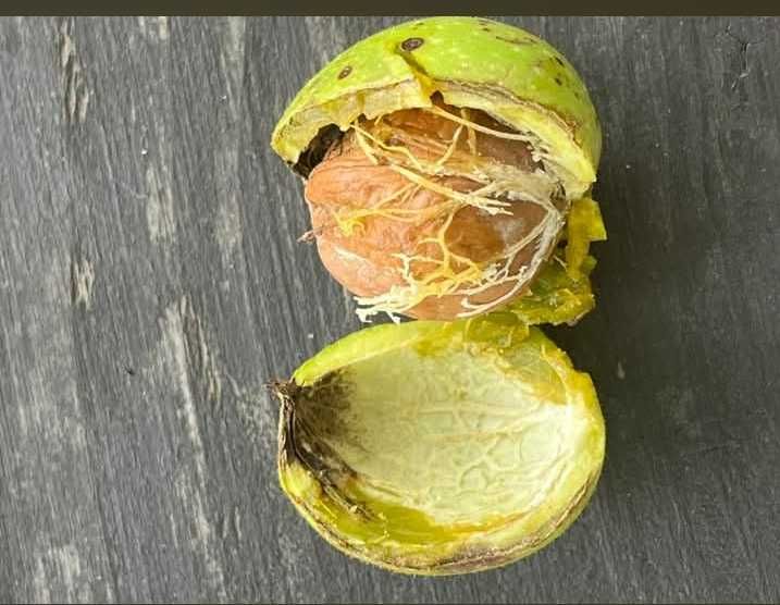 2 kg Orzechy włoskie świeże,  młode do spożycia,dla smakoszy. Nie laskowe Zapisy