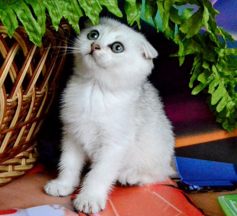 Дівчинка та хлопчік  срібляста шиншила