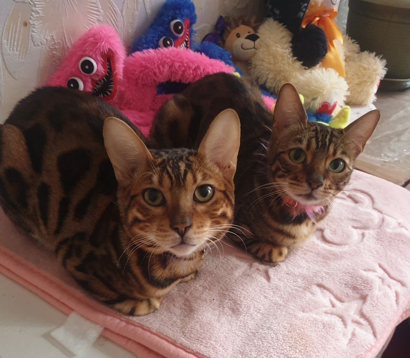 Бенгальский кот вязка