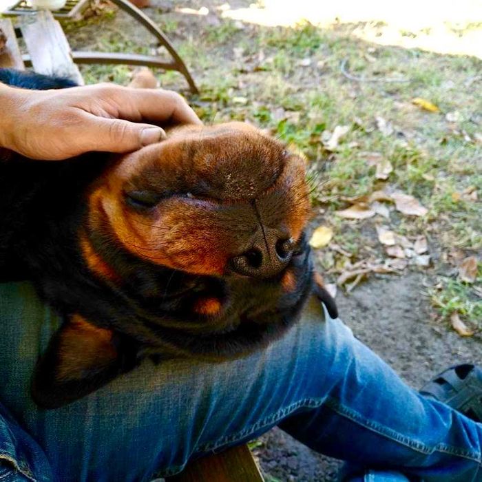 Ротвейлер .В'язка