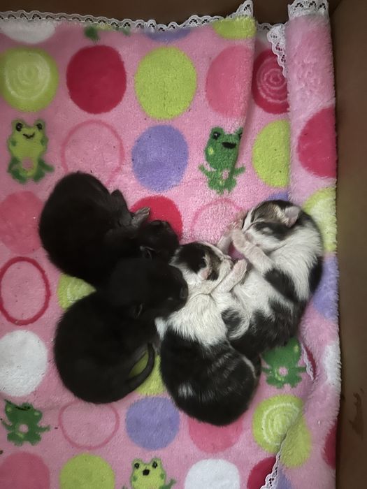 Відам котенятка котики маленькі